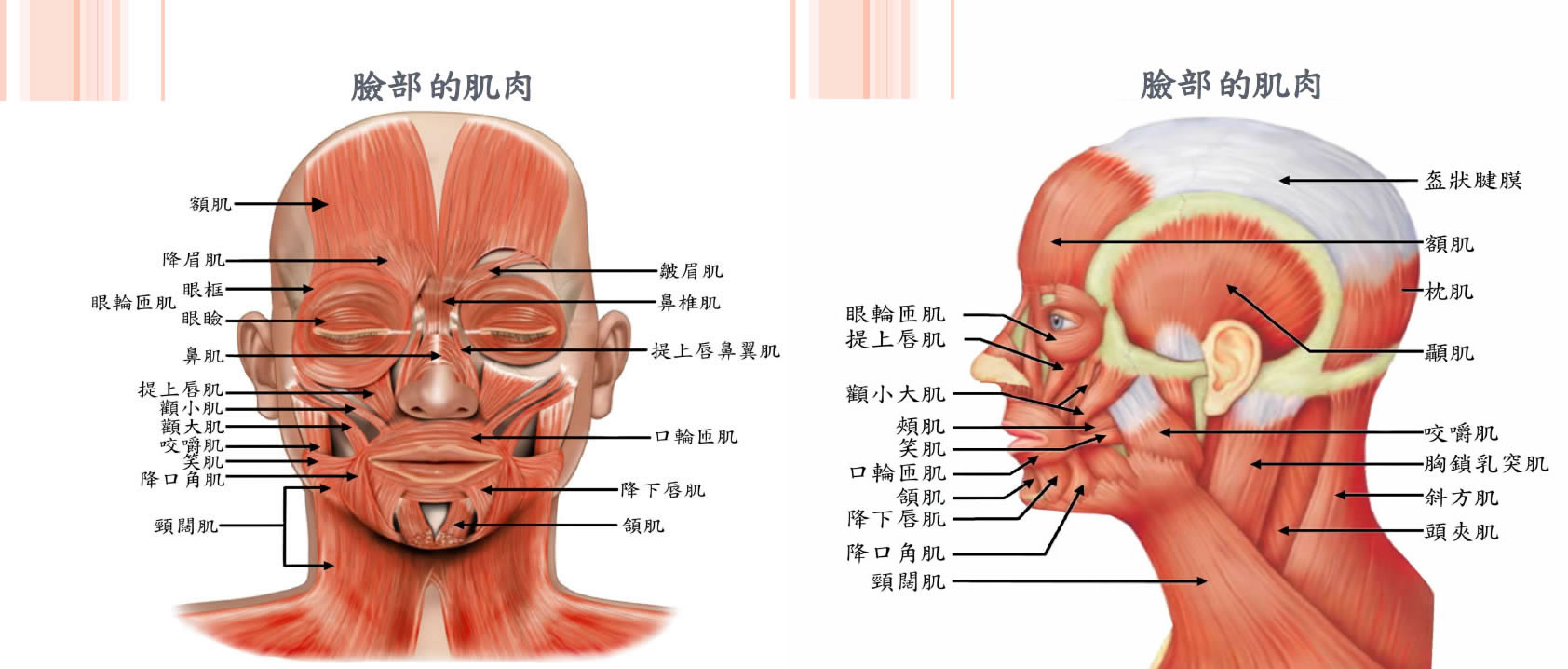美顏針小臉療程